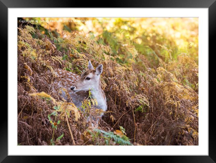 Deer in the Autumn Framed Mounted Print by James Rowland