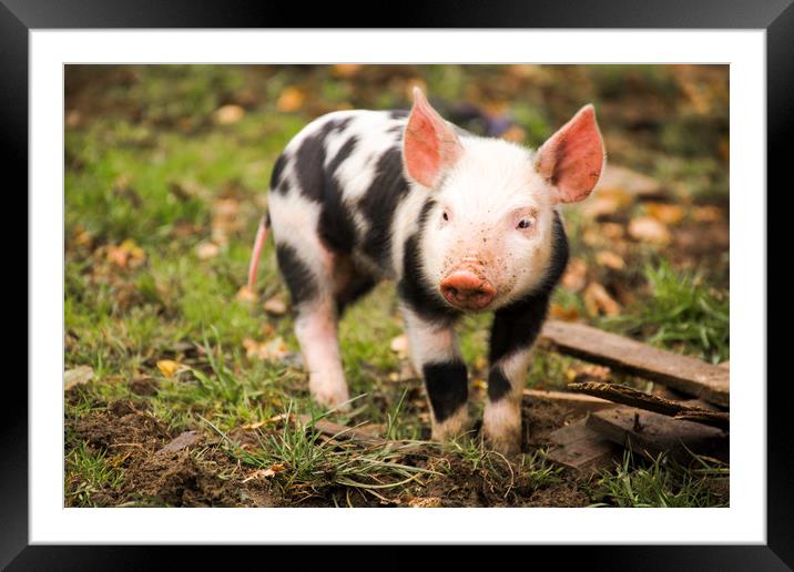 and this little piggy ... Framed Mounted Print by Caroline Burton