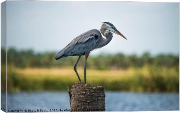 Great Blue Heron Canvas Print by Scott & Scott