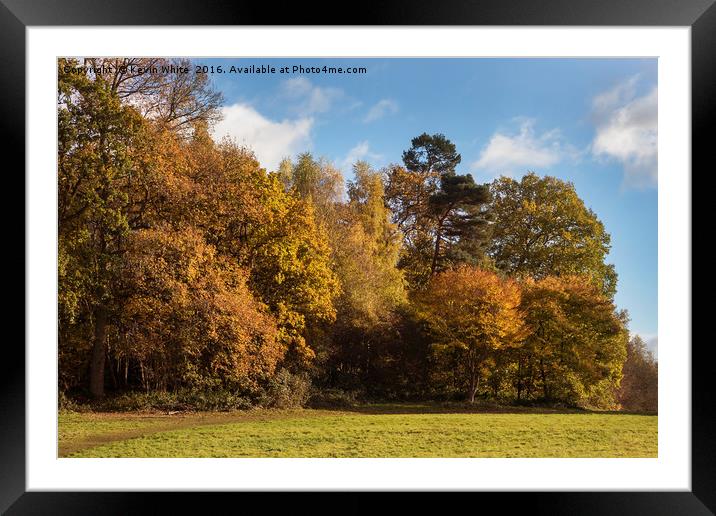 Autumn colours Framed Mounted Print by Kevin White