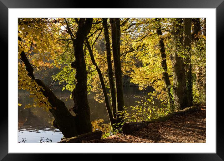 Lakeside trees Framed Mounted Print by Kevin White