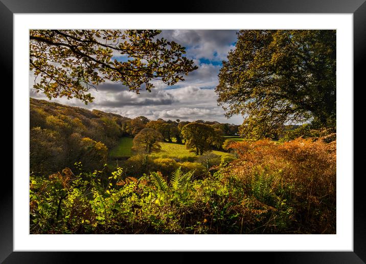 Autumn window Framed Mounted Print by Michael Brookes