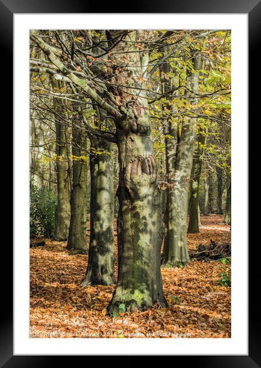 The Autumn Beech Trees at Wentwood Forest Monmouth Framed Mounted Print by Nick Jenkins
