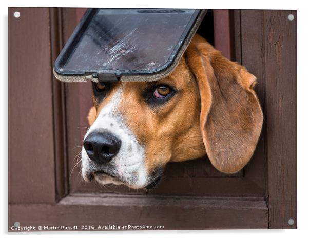 I want a Dog Door Acrylic by Martin Parratt