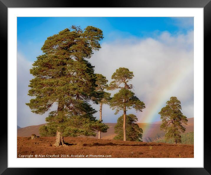 Scots Pines and Rainbow Framed Mounted Print by Alan Crawford