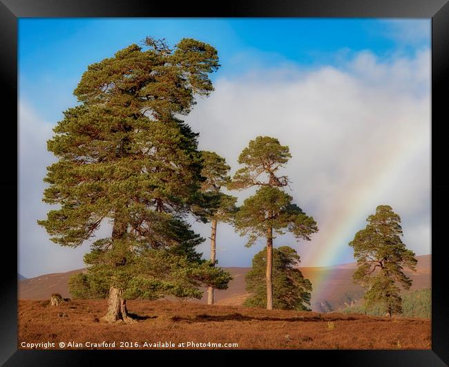 Scots Pines and Rainbow Framed Print by Alan Crawford
