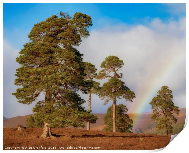 Scots Pines and Rainbow Print by Alan Crawford