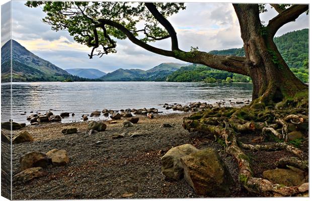 Old Oak - Ullswater, Cumbrian Lakes Canvas Print by David Lewins (LRPS)