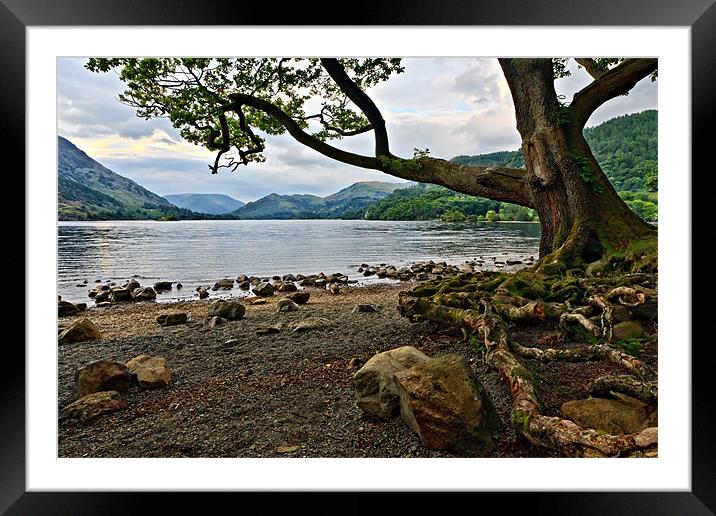 Old Oak - Ullswater, Cumbrian Lakes Framed Mounted Print by David Lewins (LRPS)