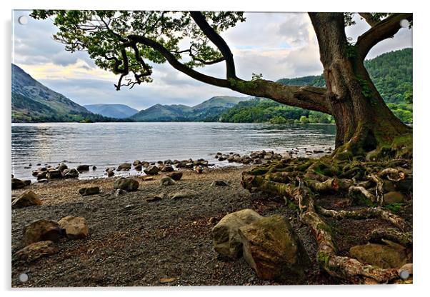 Old Oak - Ullswater, Cumbrian Lakes Acrylic by David Lewins (LRPS)