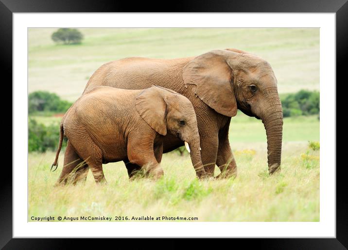 Female elephant with calf Framed Mounted Print by Angus McComiskey