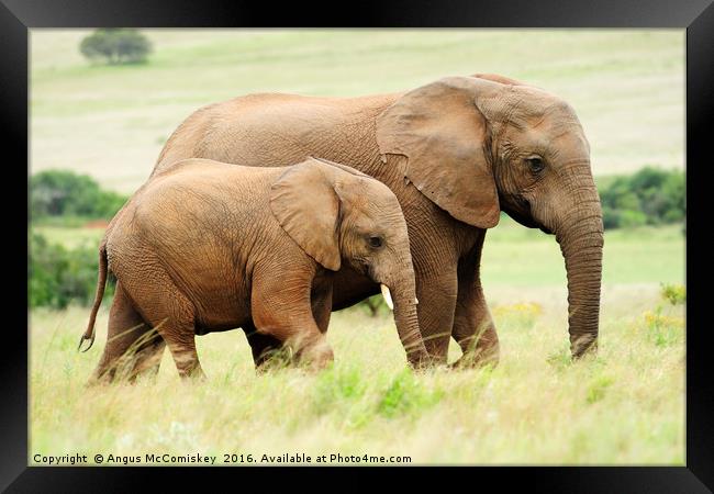 Female elephant with calf Framed Print by Angus McComiskey