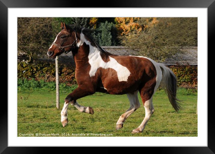 Gypsy Cob Horse Galloping Free Framed Mounted Print by Duncan Monk