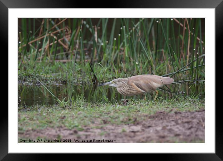 Squacco heron hunting Framed Mounted Print by Richard West