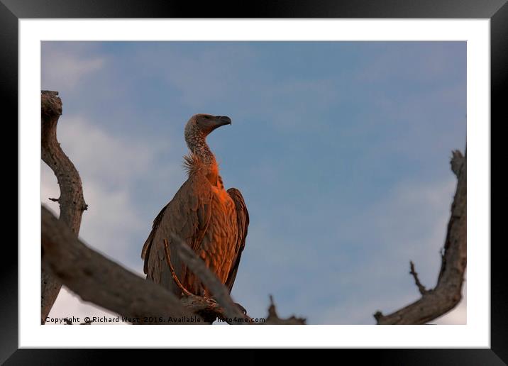 White backed vulture enjoying the morning light Framed Mounted Print by Richard West