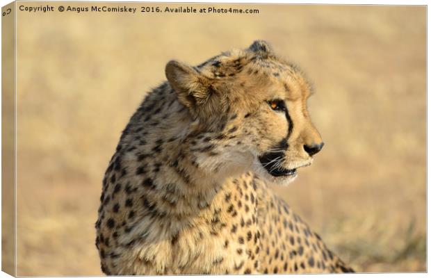 Portrait of a Cheetah Canvas Print by Angus McComiskey