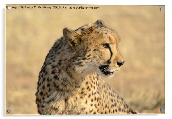 Portrait of a Cheetah Acrylic by Angus McComiskey