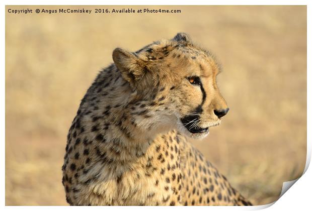 Portrait of a Cheetah Print by Angus McComiskey