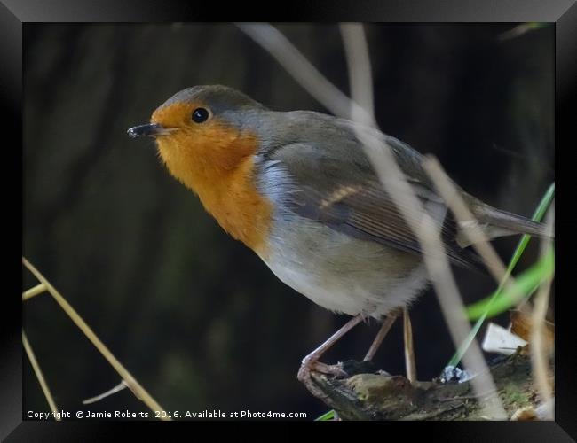 Robin Red Breast Framed Print by Jamie Roberts