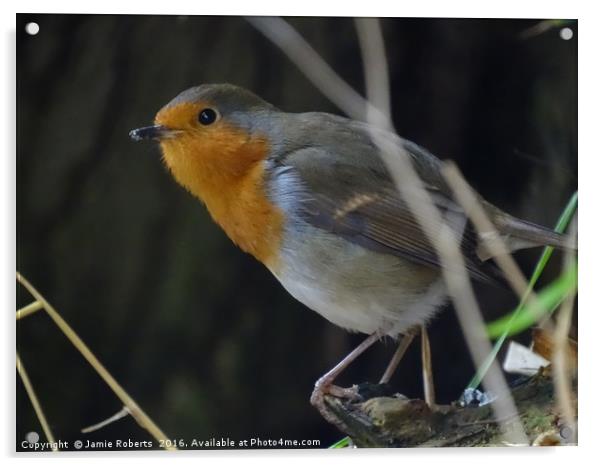 Robin Red Breast Acrylic by Jamie Roberts