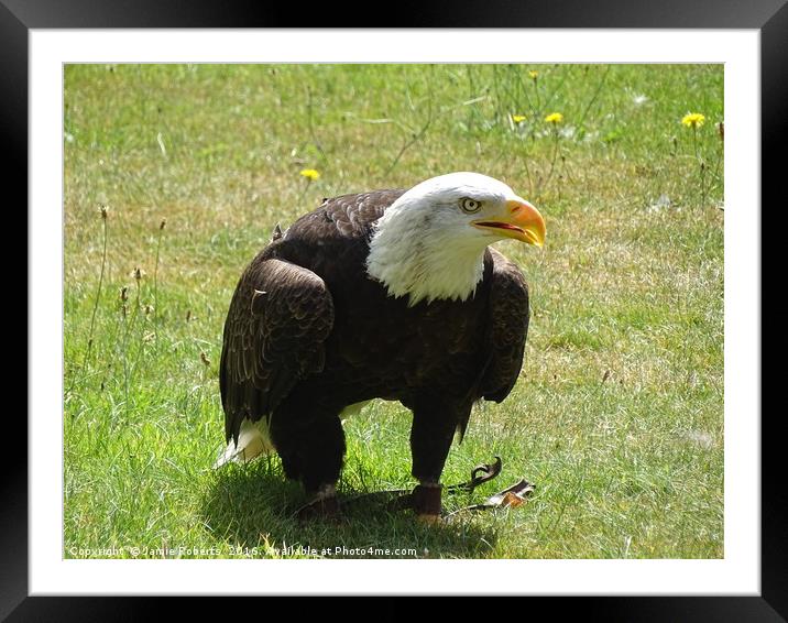American Bald Eagle Framed Mounted Print by Jamie Roberts