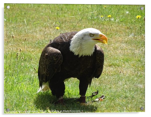 American Bald Eagle Acrylic by Jamie Roberts