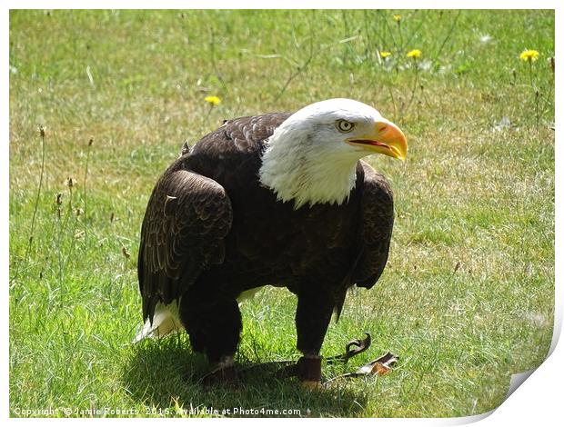 American Bald Eagle Print by Jamie Roberts