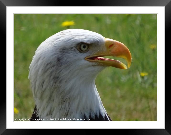 American Bald Eagle Framed Mounted Print by Jamie Roberts
