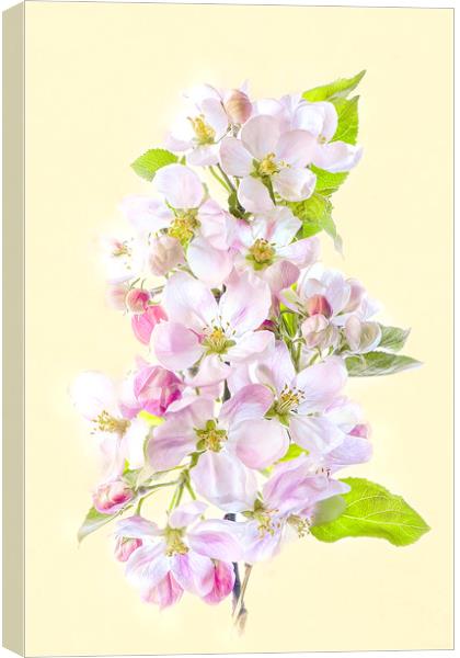 Apple Blossom Flowers Canvas Print by Jacky Parker