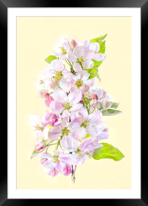 Apple Blossom Flowers Framed Mounted Print by Jacky Parker