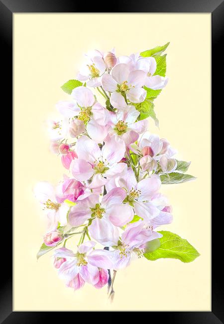 Apple Blossom Flowers Framed Print by Jacky Parker