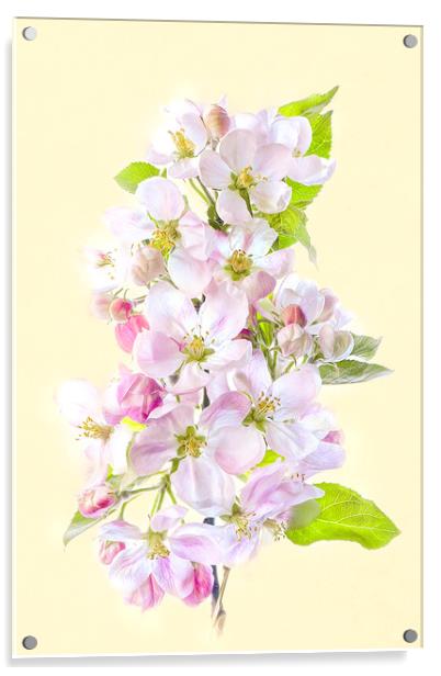 Apple Blossom Flowers Acrylic by Jacky Parker