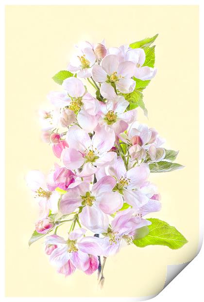 Apple Blossom Flowers Print by Jacky Parker
