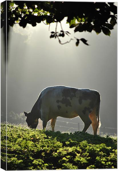 In a Misty Dawn 3 Canvas Print by graham young