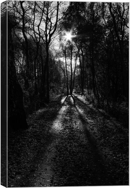 walk in the woods Canvas Print by Jade Scott