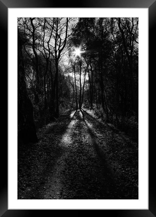 walk in the woods Framed Mounted Print by Jade Scott
