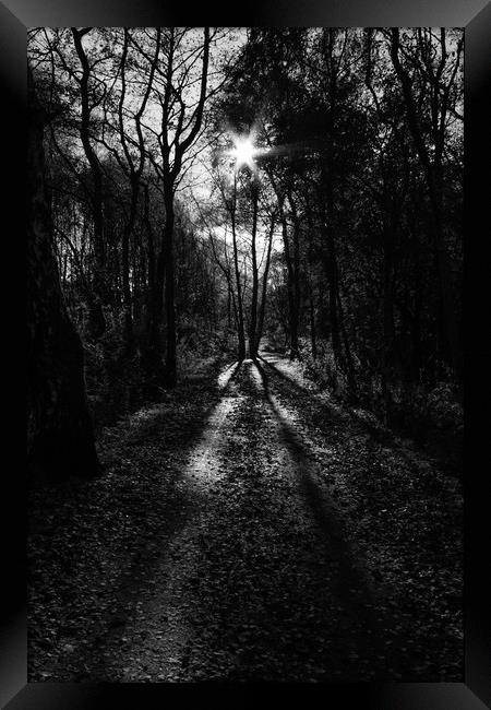 walk in the woods Framed Print by Jade Scott