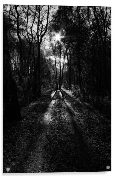 walk in the woods Acrylic by Jade Scott