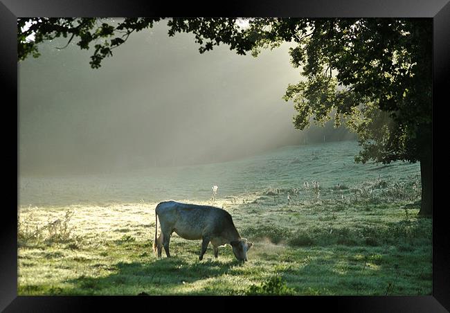 In a Misty Dawn 1 Framed Print by graham young