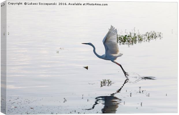 Great Egret bird starting to fly from lake surface Canvas Print by Łukasz Szczepański