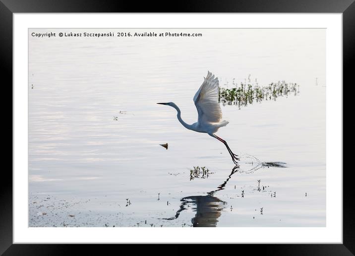 Great Egret bird starting to fly from lake surface Framed Mounted Print by Łukasz Szczepański