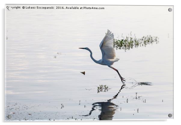 Great Egret bird starting to fly from lake surface Acrylic by Łukasz Szczepański