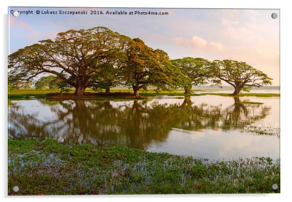 Shady tropical trees by the lake, Sri Lanka Acrylic by Łukasz Szczepański