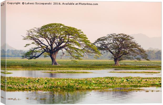Two shady tropical trees by the lake, Sri Lanka Canvas Print by Łukasz Szczepański