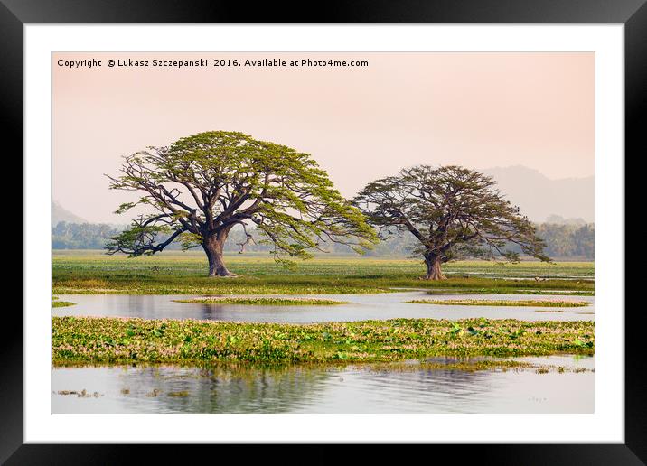 Two shady tropical trees by the lake, Sri Lanka Framed Mounted Print by Łukasz Szczepański
