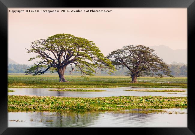 Two shady tropical trees by the lake, Sri Lanka Framed Print by Łukasz Szczepański