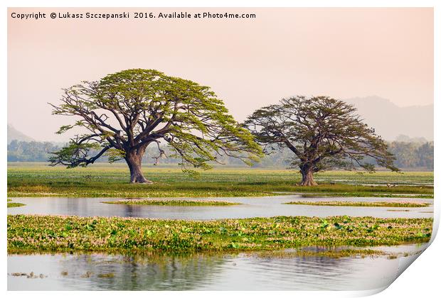 Two shady tropical trees by the lake, Sri Lanka Print by Łukasz Szczepański