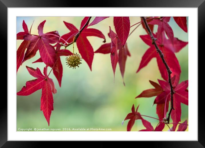 Red Autumn Leaves Framed Mounted Print by jonathan nguyen