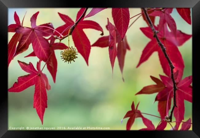 Red Autumn Leaves Framed Print by jonathan nguyen