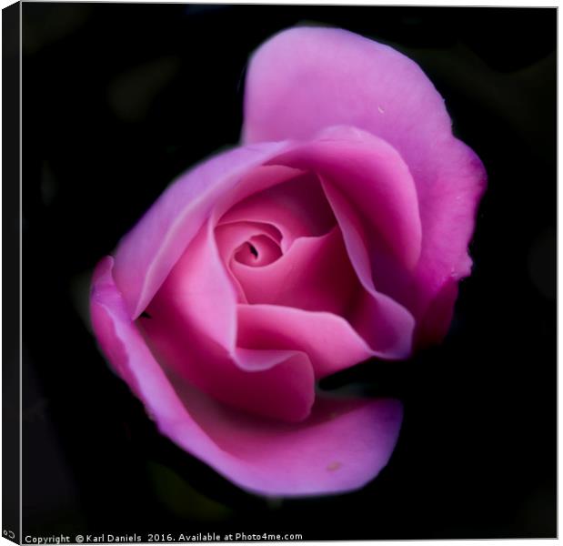 Pink Rose On Black Canvas Print by Karl Daniels